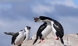 Isla de los Pájaros